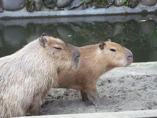 カピバラ 起きた ゆずちゃん