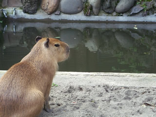 カピバラ ゆずちゃん