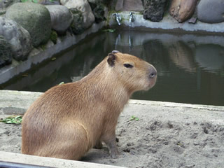 カピバラ ゆずちゃん
