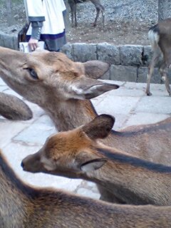 奈良公園の鹿