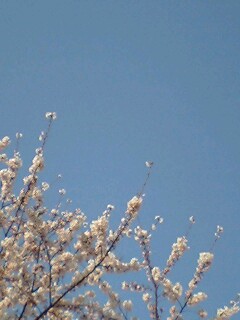 2009桜