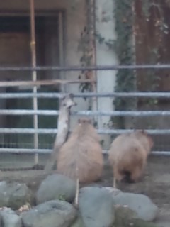 上野動物園カピバラ夫婦
