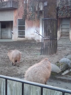 上野動物園カピバラ夫婦