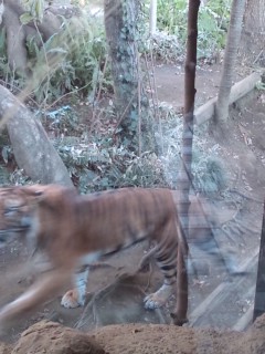 上野動物園スマトラトラ