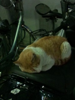 バイクの上で器用に寝ている猫