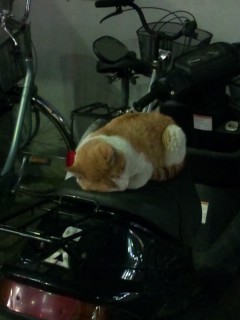 バイクの上で器用に寝ている猫