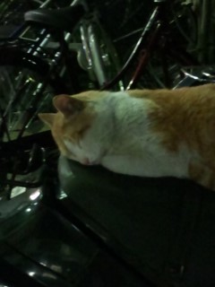 バイクの上で器用に寝ている猫