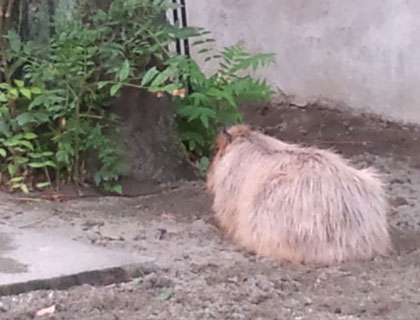 カピバラ タンさん