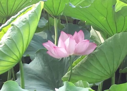 上野不忍池の蓮
