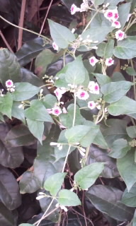 植物図鑑・ヘクソカズラ