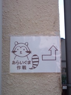 あらいぐま作戦