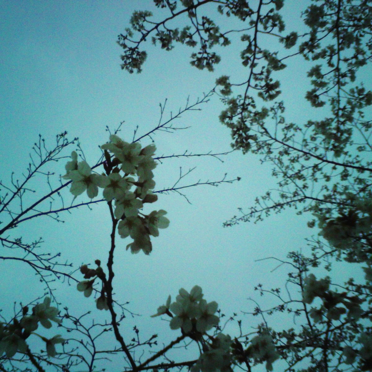 航空公園・桜