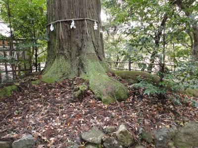 須佐神社・大杉