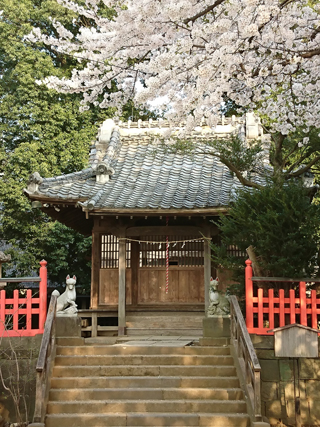 川越・鴉山稲荷神社の桜