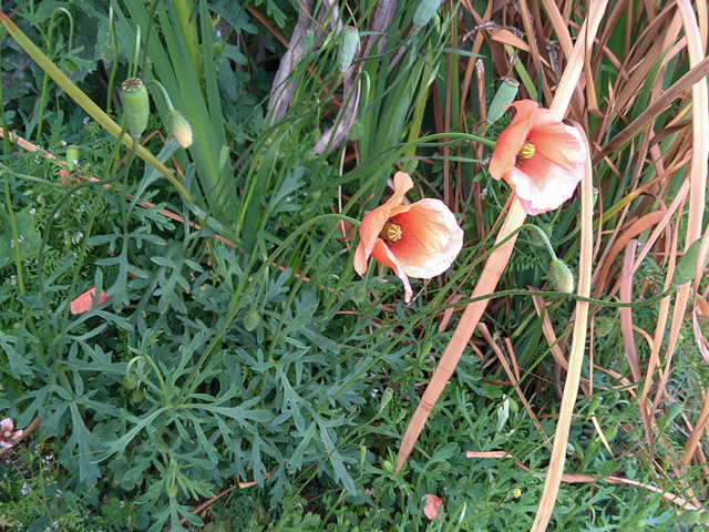 横溝由貴、【花】、希少な額装用画集より、新品額装付、状態良好