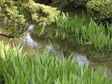 兼六園の開花を待つカキツバタ