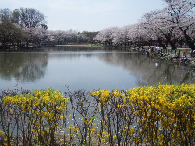 高徳神社と散りゆく桜