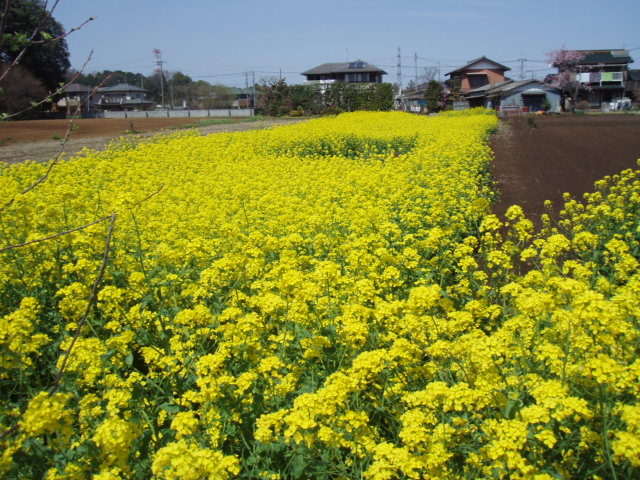 高徳神社と散りゆく桜