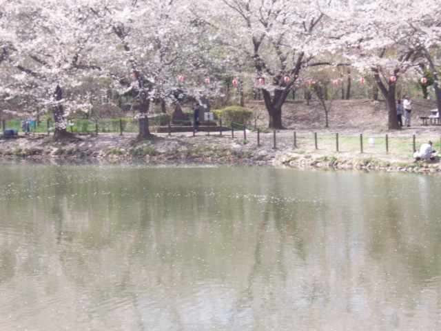 高徳神社と散りゆく桜