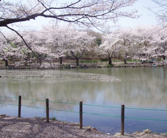 高徳神社と散りゆく桜
