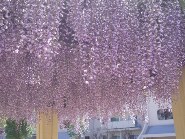 若葉の藤