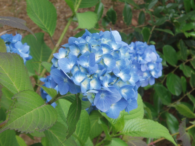 6月紫陽花
