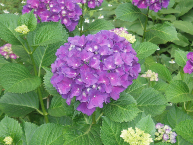 6月紫陽花