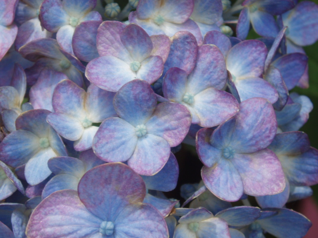 6月紫陽花