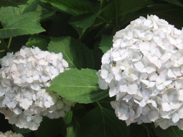 6月紫陽花