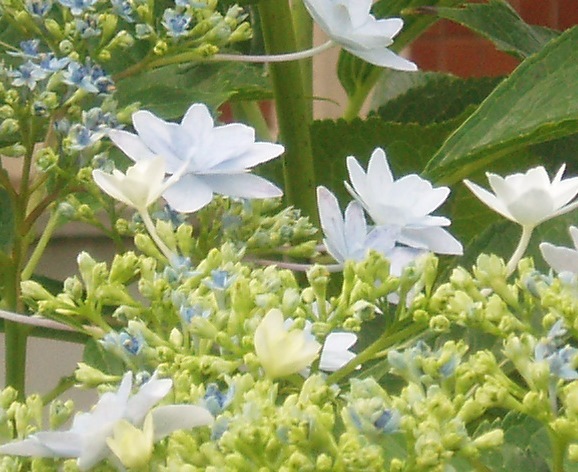 6月紫陽花
