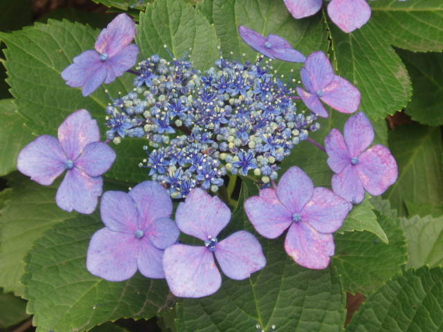 6月紫陽花