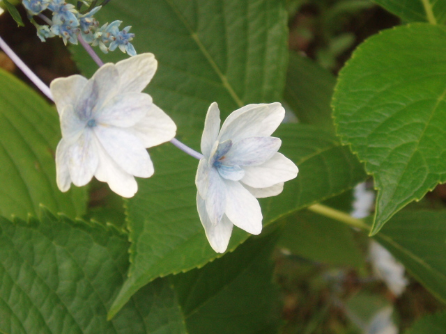 初夏の白い花