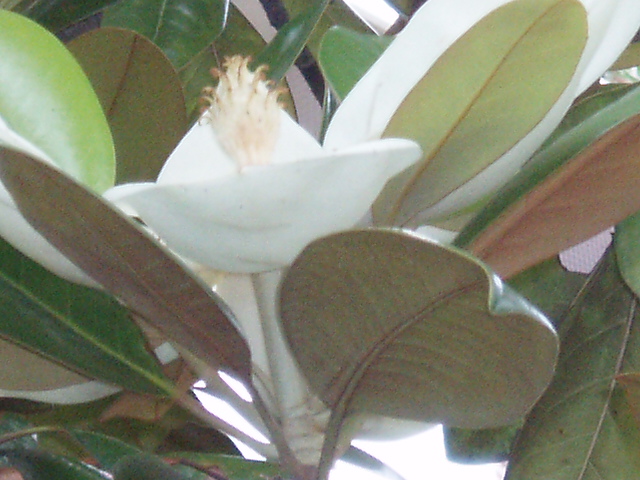 初夏の白い花