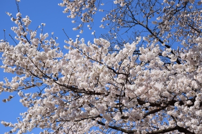 隅田川桜祭り
