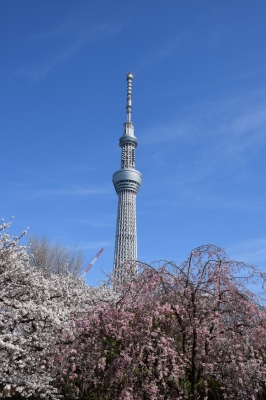 隅田川桜祭り