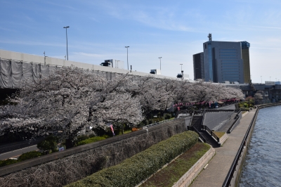 隅田川桜祭り
