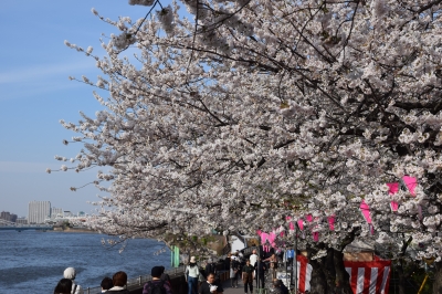 隅田川桜祭り