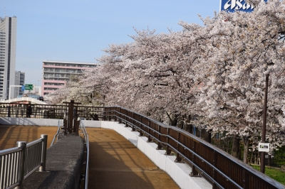 隅田川桜祭り