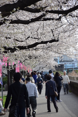 隅田川桜祭り