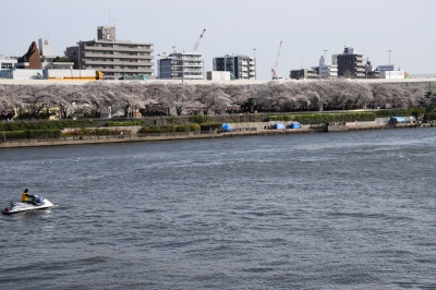 隅田川桜祭り