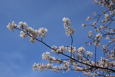 隅田川桜祭り
