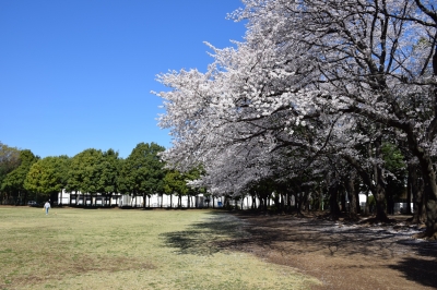 千代田公園と皇居の桜