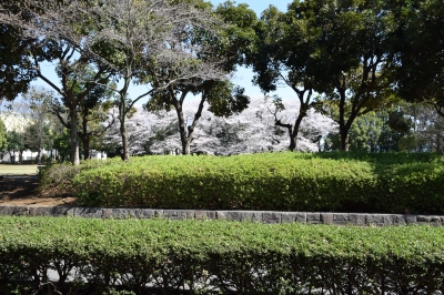 千代田公園と皇居の桜