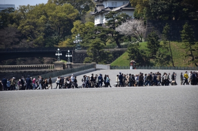 千代田公園と皇居の桜