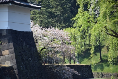 千代田公園と皇居の桜