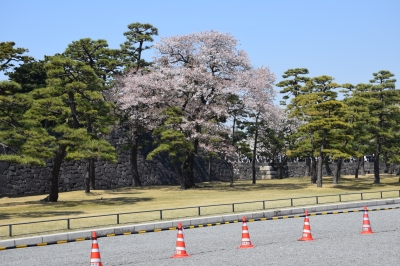 千代田公園と皇居の桜