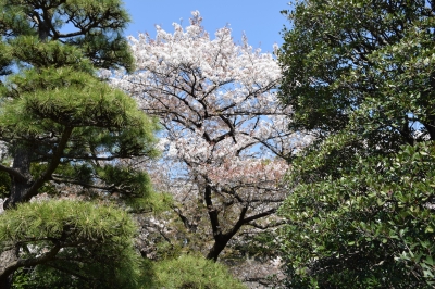 千代田公園と皇居の桜