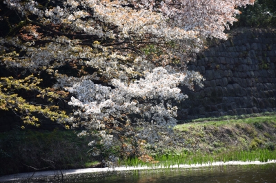 千代田公園と皇居の桜