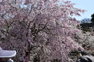 千代田公園と皇居の桜