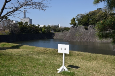 千代田公園と皇居の桜